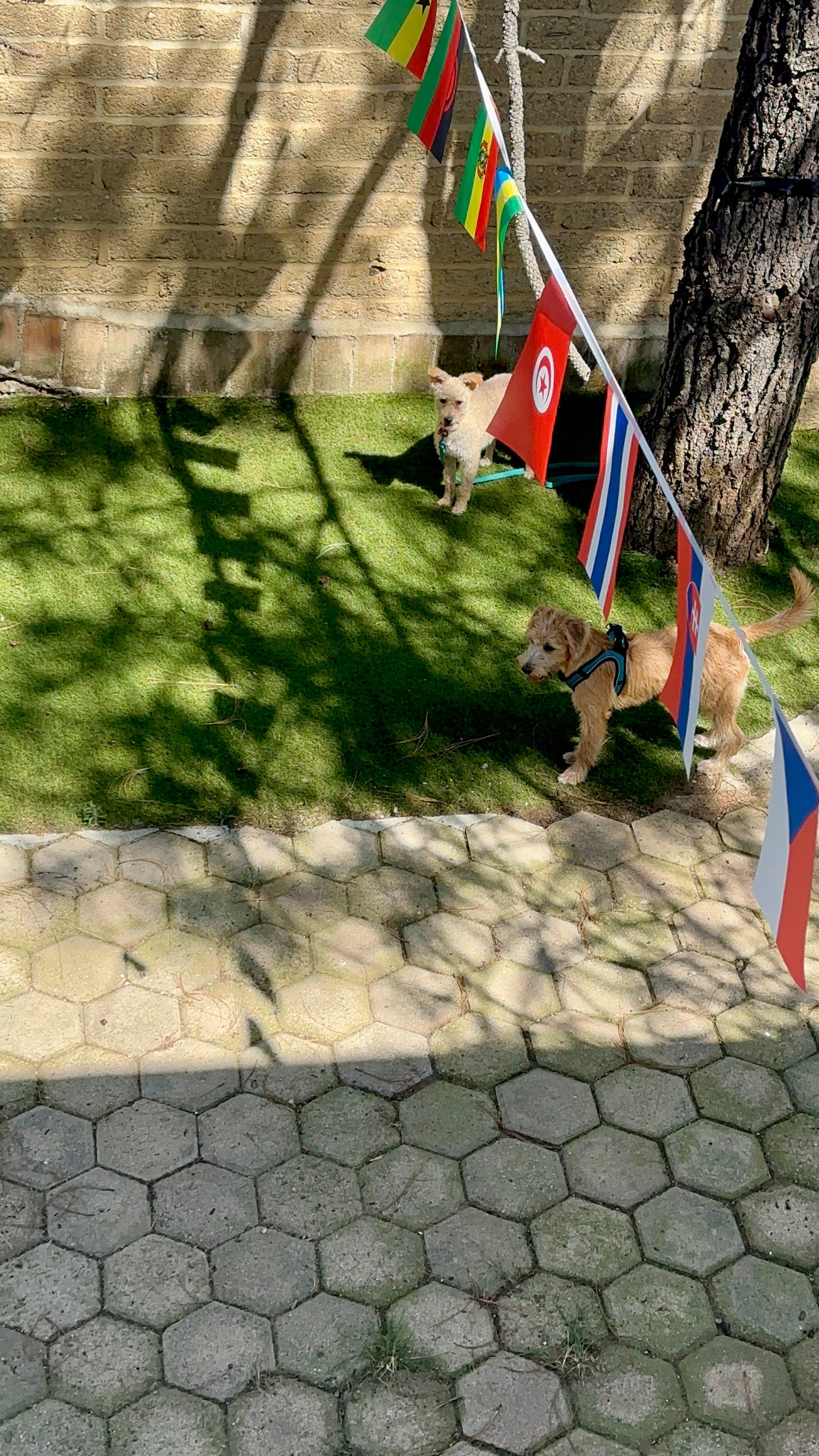 Conociendo a mi manada