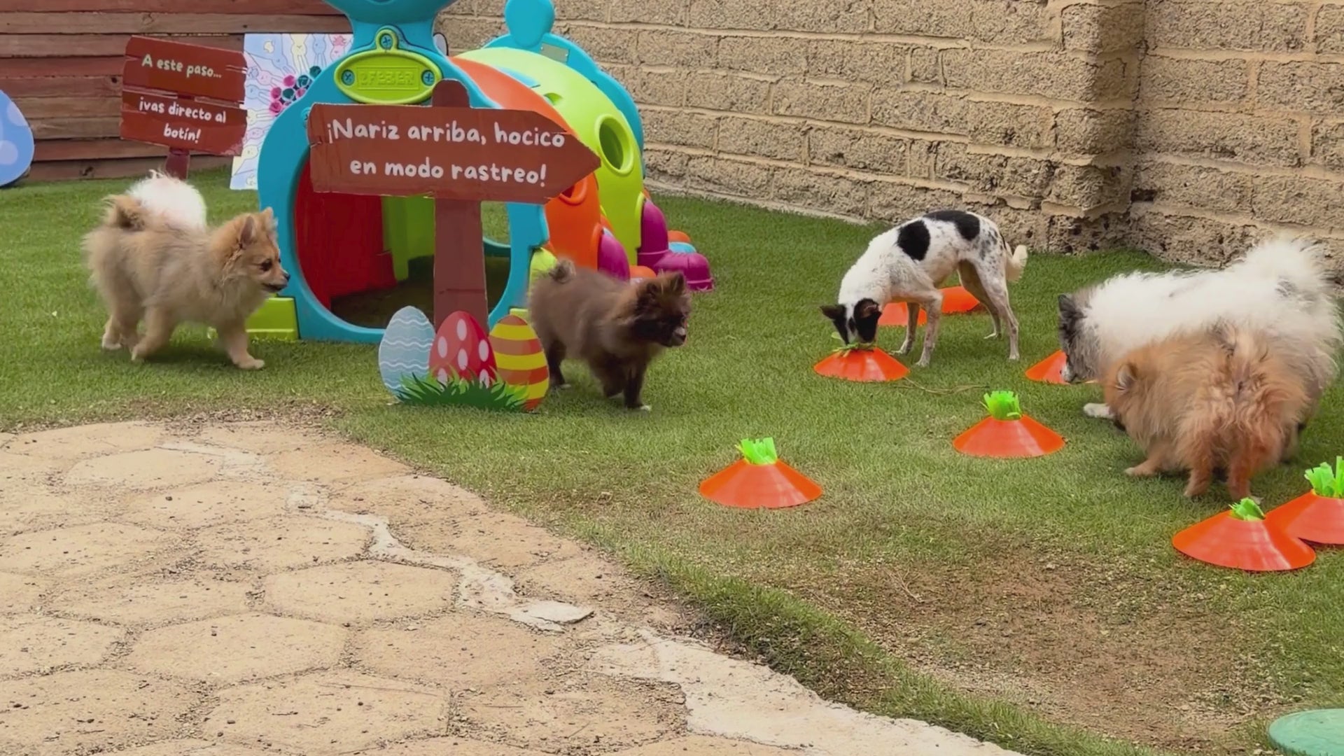Cargar video: 